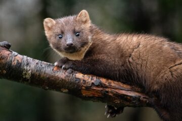 'It’s a positive sign that nature can be restored. Our woodlands and their wildlife will benefit from their presence,’ says Devon Wildlife Trust’s Tracey Hamston. Image: Image: Holly Grogan / Shutterstock.