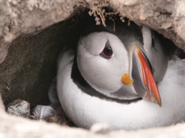 ‘We know puffins are facing challenges globally, from climate change to shifting food sources,’ explains Sophia Jackson, Farne Islands Area Ranger. Image: © Mick Jones / National Trust Images.