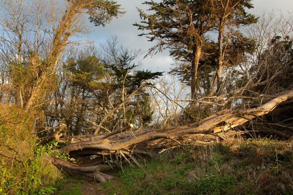 Fallen trees in the aftermath of 2024's Storm Ciaran in Brittany, France. Image: Gdela / Shutterstock.