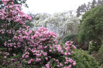 Bodnant-Rhododendron 'Seta' and Magnolia denudata herald the start of Spring. Image: Lucy Bidgood / National Trust Images.