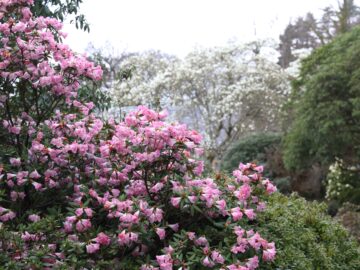 Bodnant-Rhododendron 'Seta' and Magnolia denudata herald the start of Spring. Image: Lucy Bidgood / National Trust Images.
