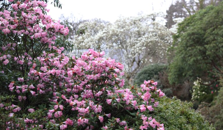 Blooming ideal weather: sunshine boost for blossom season