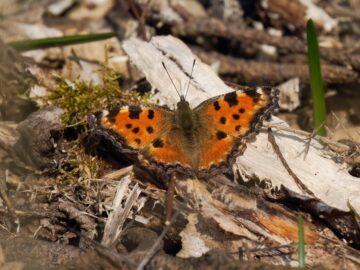 Large Tortoiseshell in Sussex (March, 2026). Image: Graham Hubbard (provided by Butterfly Conservation).