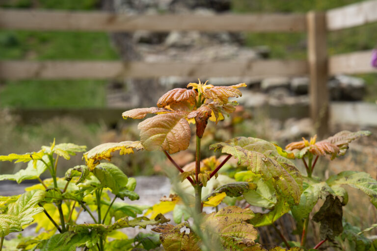 Sycamore Gap shoots sprouting from the stump of the famous tree in July 2025. Image: © Bec Hughes / National Trust.