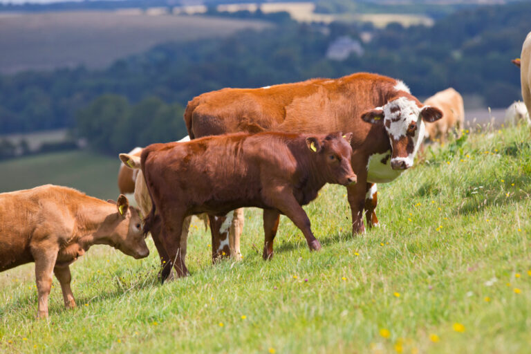 ‘The Great South West already plays a critical role in how the UK feeds itself,’ says Karl Tucker, Chair of the Great South West Partnership. Image: Juice Flair / Shutterstock.